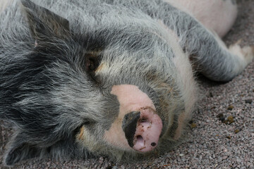 The head of a sleeping Vietnamese pig
