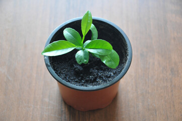 Naklejka premium Lemon sprouts in a pot