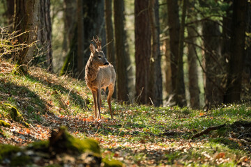 Roe deer (Capreolus capreolus), wildlife photography, Czech Republic.