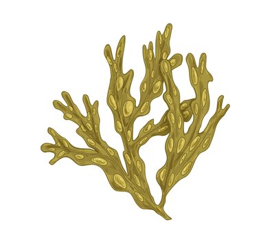 Sea Fucus or rockweed. Underwater edible seaweed with bladders on leaves. Undersea vesicular alga. Botanical drawing. Realistic hand-drawn vector illustration isolated on white background