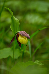 Lady's-Slipper Orchid (Cypripedium calceolus), Czech Republic