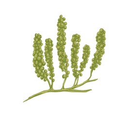 Sea grapes or green caviar algae. Caulerpa Lentillifera seaweed. Natural underwater plant. Undersea vegetation. Realistic hand-drawn vector botanical illustration isolated on white background
