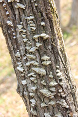榾木のようにキノコが生えている細い木