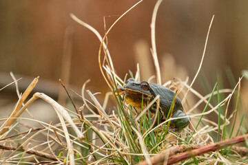 The European tree frog (Hyla arborea) in grass. Wildlife photography, Czech Republic