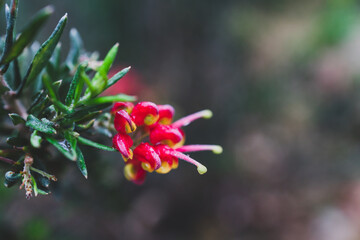 native Australian grevillea firecracker plant with red and yellow flowers outdoor in sunny backyard - obrazy, fototapety, plakaty