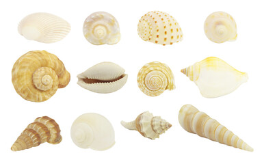 Seashells collection isolated on white background