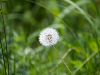Dandelion