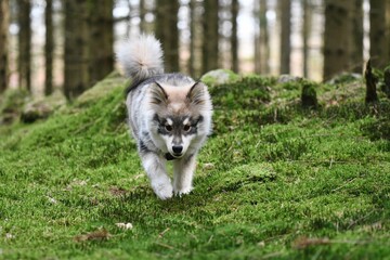 Portrait of a young puppy Finnish Lapphund dog