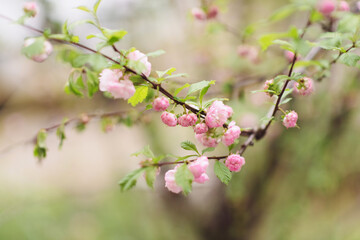pink cherry blossoms