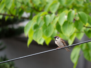 Sparrow