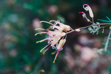 native Australian grevillea semperflorens plant with yellow nd pink flowers outdoor in sunny backyard