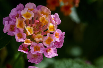 close up of a flower