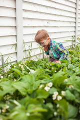 Child gardening in strawberry plant garden in the backyard