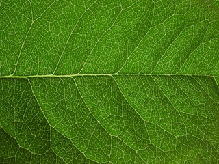 Tropical background green plant leaf South America forest jungle palm tree