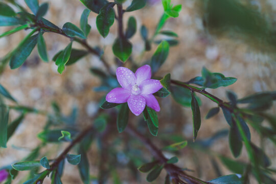 native Australian pink philotheca waxflower with flowers in sunny backyard