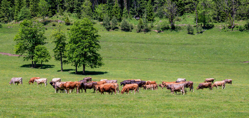 Braune Rinder auf weitläufigen Weiden im Sommer - Rinderherde