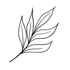 Doodle illustration of outline flower, leaves. Floral graphics