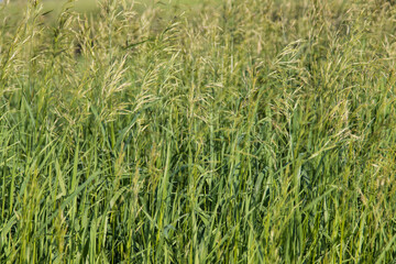 grass with spikelets as background