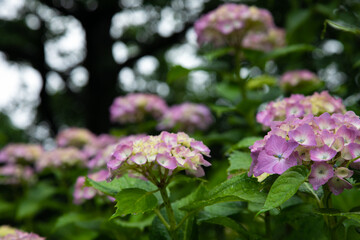 梅雨時のアジサイ　日本