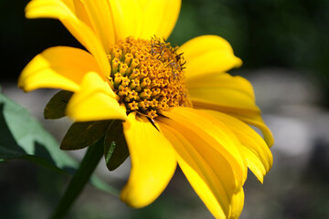 Yellow chamomile flower close up on blurred grass background on sunny summer day.
