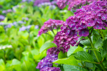 梅雨時のアジサイ　日本