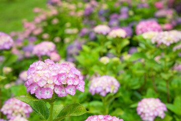 梅雨時のアジサイ　日本