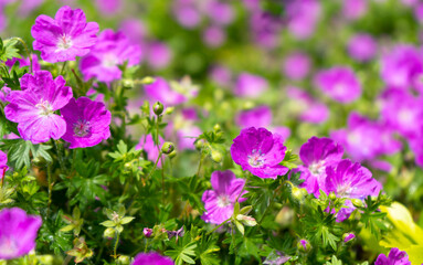 Obraz premium Gorgeous purple bohemian geranium. Lilac geranium flowers in the flowerbed. Beautiful background. Pink and violet flowers, botuns and leaves. Gardening. Flower bed