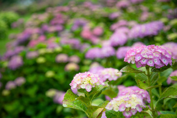 梅雨時のアジサイ　日本