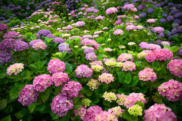 梅雨時のアジサイ　日本