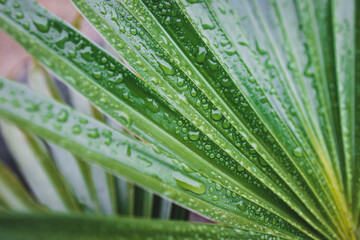 Fototapeta premium close-up of green palm leaves with rain drops shot after a tropical rain from a chinese fan palm