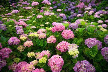 梅雨時のアジサイ　日本