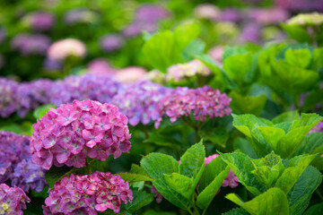 梅雨時のアジサイ　日本