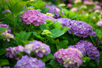 梅雨時のアジサイ　日本