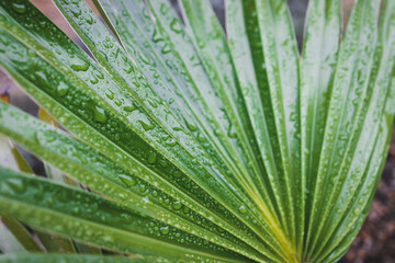 close-up of green palm leaves with rain drops shot after a tropical rain from a chinese fan palm