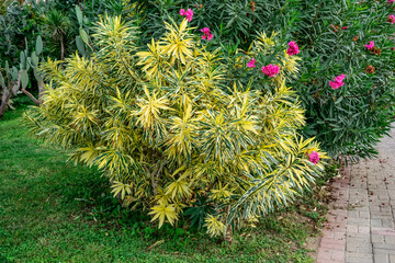 Ornamental oleander bush with variegated yellow-green leaves in Alanya park (Turkey). Beautiful poisonous plant with bright pink flowers on the city lawn