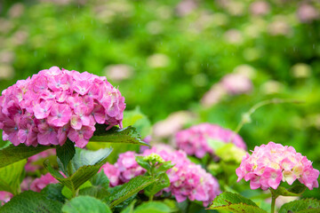梅雨時のアジサイ　日本