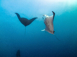Obraz na płótnie Canvas White and black Reef manta rays swimming together (Noumea, New Caledonia)