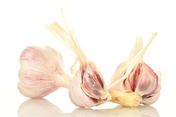 Two organic heads of garlic, close-up, isolated on white.