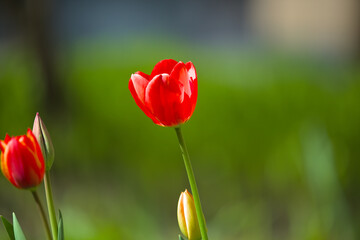 Fototapeta premium Wonderful bright red tulips with green and yellow bushes in the background. Spring flowers on a warm sunny day. Close-up.