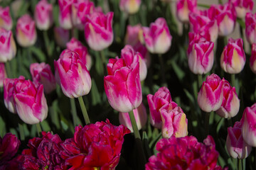 A huge field of bright, blooming tulips in the city park. Beauty of blooming field. Nature background. Spring flowers on a warm sunny day.