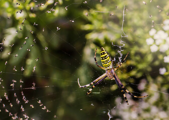 insect yellow striped spider spider web macro in forest