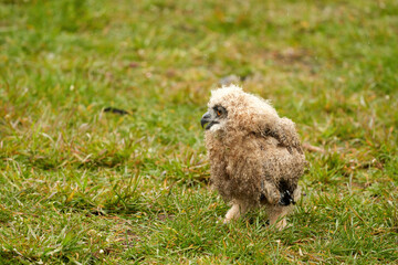 Fototapeta premium Close-up of an owl chick eagle owl. The bird is unstable in grass