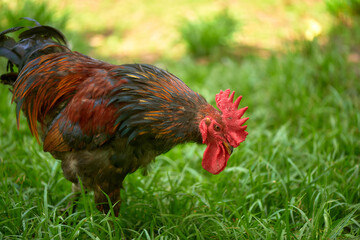 Rooster close-up walking on the farm
