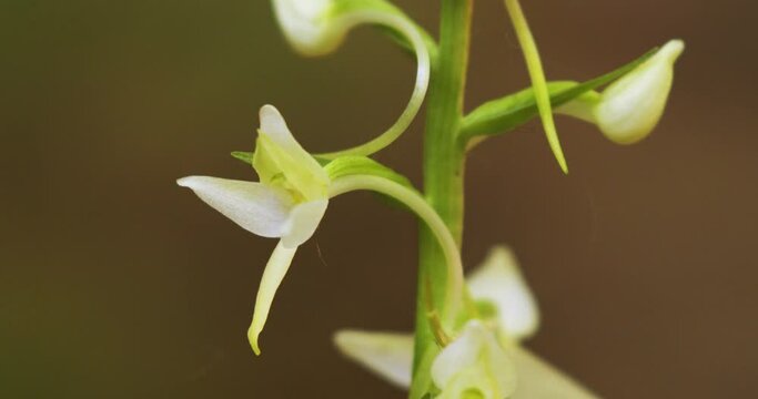 The flower of  Platanthera bifolia, commonly known as the lesser butterfly-orchid