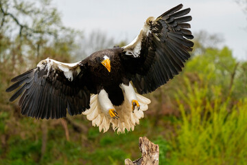 Close-up of a Steller's sea eagle. The bird of prey lands with outspread wings on a tree stump. Against the background of trees, grass and blue sky. Detailed part bird, full body