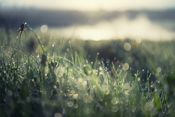 Green grass with morning dew at sunrise. Macro image, shallow depth of field. Beautiful summer...