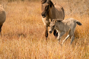 Obraz na płótnie Canvas Mare and foal konik horse in a nature reserve. A playful foal, the newborn is jumping in the golden reeds. Black tail and cream hair