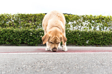 Perro oliendo el suelo con las orejas al viento