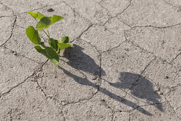 minimal ecological concept, a young sprout with green leaves crawled out of a crack in a dry ground...