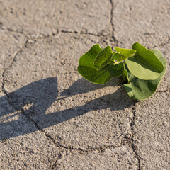 green young sprout crawled out of crack dry ground